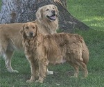Small Photo #1 Golden Retriever Puppy For Sale in MINNEAPOLIS, MN, USA