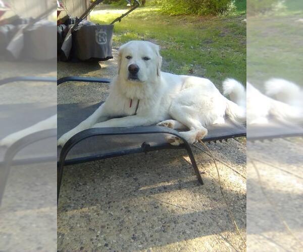 Medium Photo #3 Great Pyrenees Puppy For Sale in Spring, TX, USA