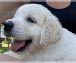 Small Photo #2 English Cream Golden Retriever Puppy For Sale in CHESTERFIELD, MI, USA