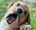 Small Photo #28 Pembroke Welsh Corgi Puppy For Sale in BRYAN, TX, USA