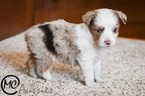 Small Photo #5 Miniature Australian Shepherd Puppy For Sale in OAKLEY, KS, USA