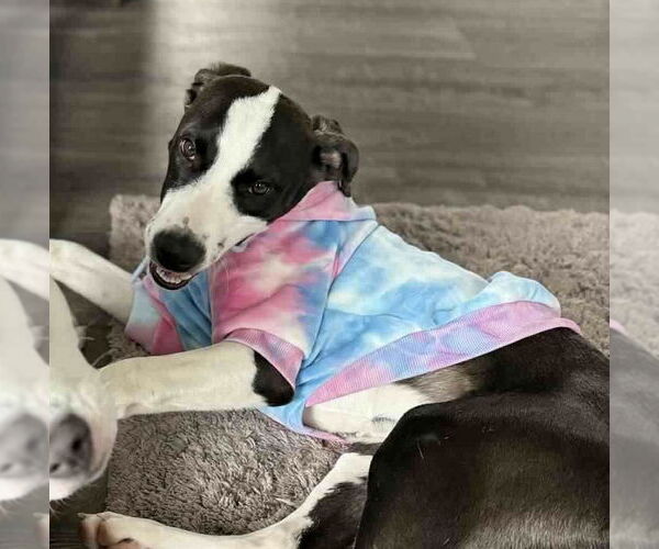 Medium Photo #1 Mutt Puppy For Sale in Germantown, OH, USA