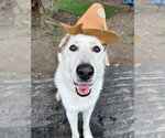 AC - Cantaloupe - Female Labrador Retriever Dog for Adoption - Small photo
