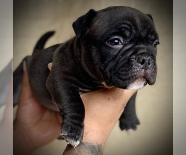 Medium Photo #20 American Bully Puppy For Sale in VACAVILLE, CA, USA