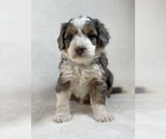 Puppy 4 Aussiedoodle-Bernedoodle Mix