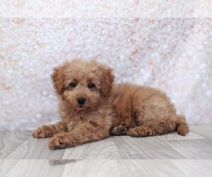 Goldendoodle (Miniature) Puppy for sale in MARIETTA, GA, USA