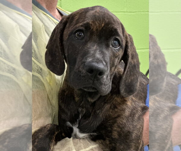 Medium Photo #2 Mutt Puppy For Sale in Elmsford, NY, USA