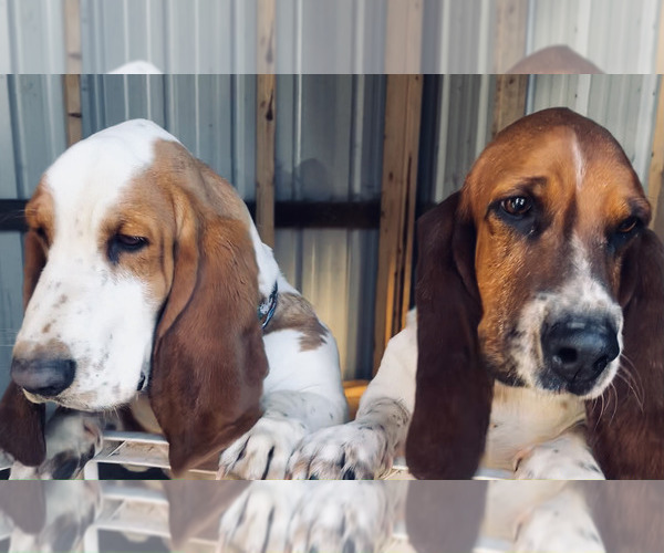 Medium Photo #1 Basset Hound Puppy For Sale in PLATO, MO, USA