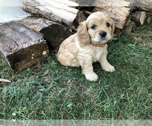 Cavapoo Puppy for sale in ELKHART, IN, USA