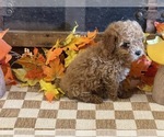 Molly - Female Cavapoo (Miniature) Puppy for Sale - Photo #5