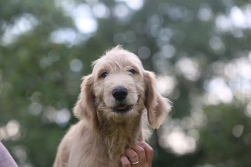 Medium Photo #1 Goldendoodle Puppy For Sale in GLASGOW, KY, USA