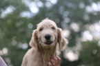 Small Photo #1 Goldendoodle Puppy For Sale in GLASGOW, KY, USA