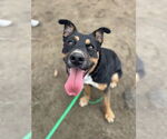 Small #42 Rottweiler Mix
