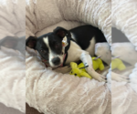 Small #1 Chihuahua Mix