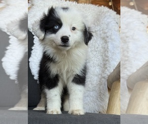 Medium Miniature Australian Shepherd