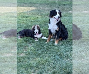 Bernedoodle Puppy for sale in MARION CENTER, PA, USA