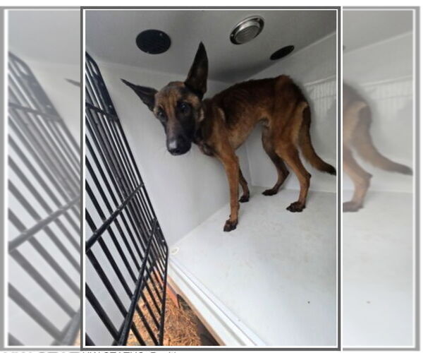 Medium Photo #3 Mutt Puppy For Sale in Stevens Point, WI, USA