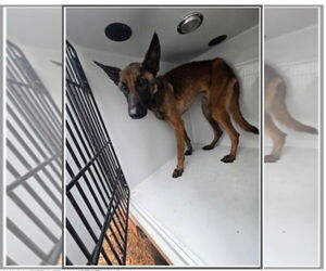 Lorcan Woodley - SC - Male Mutt Dog for Adoption - Photo #3