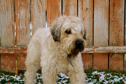 Medium Photo #1 Soft Coated Wheaten Terrier Puppy For Sale in DEER LODGE, MT, USA