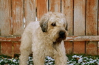 Small Photo #1 Soft Coated Wheaten Terrier Puppy For Sale in DEER LODGE, MT, USA