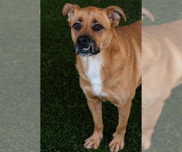 Medium Photo #2 German Shepherd Dog-Unknown Mix Puppy For Sale in Baytown, TX, USA