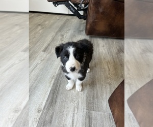 Border Collie Puppy for sale in SALEM, IN, USA