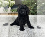 Small Photo #2 Labradoodle Puppy For Sale in GREENFIELD, IN, USA