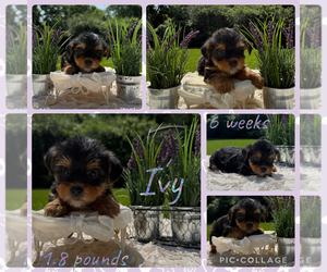 Yorkshire Terrier Puppy for sale in NACOGDOCHES, TX, USA