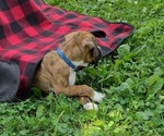 Small #4 Boxer