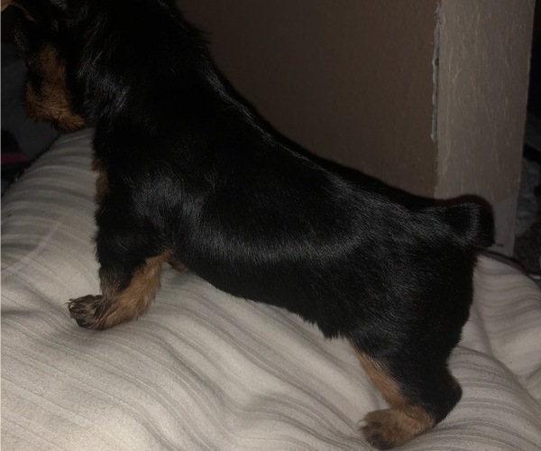 Medium Photo #2 Yorkshire Terrier Puppy For Sale in KISSIMMEE, FL, USA