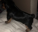 Small Photo #2 Yorkshire Terrier Puppy For Sale in KISSIMMEE, FL, USA
