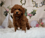 Small Photo #8 Poodle (Toy) Puppy For Sale in WARSAW, IN, USA