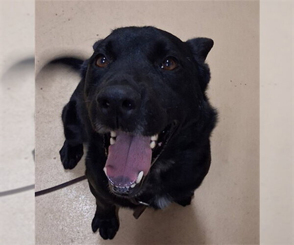 Medium Photo #1 Labrador Retriever-Unknown Mix Puppy For Sale in Chula Vista, CA, USA