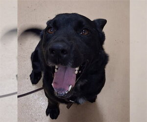 Labrador Retriever-Unknown Mix Dogs for adoption in Chula Vista, CA, USA