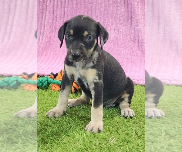 Medium Photo #8 Catahoula Leopard Dog Puppy For Sale in CUMBY, TX, USA
