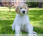Small Photo #7 Goldendoodle Puppy For Sale in BRANDON, FL, USA