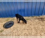 Small #7 Catahoula Leopard Dog