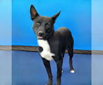 Small #1 Australian Kelpie Mix