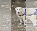 Small Great Pyrenees