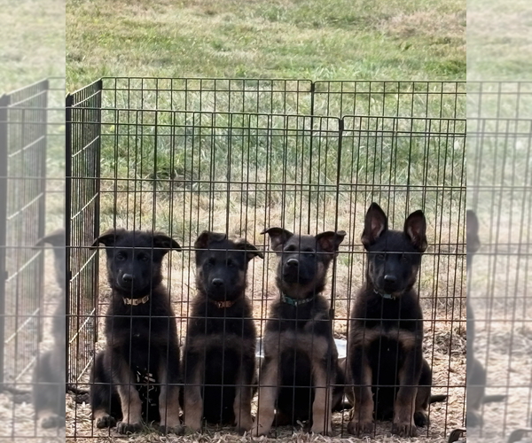 Medium Photo #1 German Shepherd Dog Puppy For Sale in SUMPTER TWP, MI, USA
