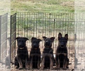 German Shepherd Dog Puppy for Sale in SUMPTER TWP, Michigan USA