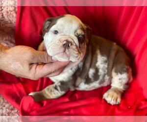English Bulldog Puppy for sale in HAMDEN, CT, USA