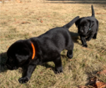 Small Photo #18 Labrador Retriever Puppy For Sale in ATHENS, GA, USA