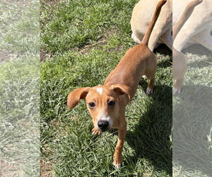 Chihuahua-Unknown Mix Dogs for adoption in Virginia Beach, VA, USA