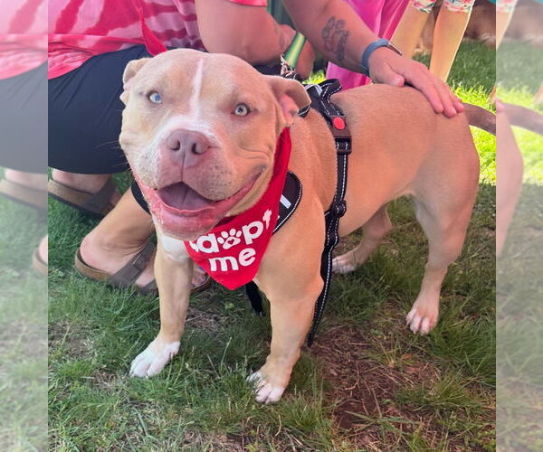 Medium Photo #13 American Pit Bull Terrier-Unknown Mix Puppy For Sale in Grafton, WI, USA