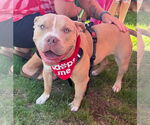 Small #12 American Pit Bull Terrier Mix