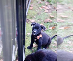 Emmett - Male Mutt Dog for Adoption - Photo #4
