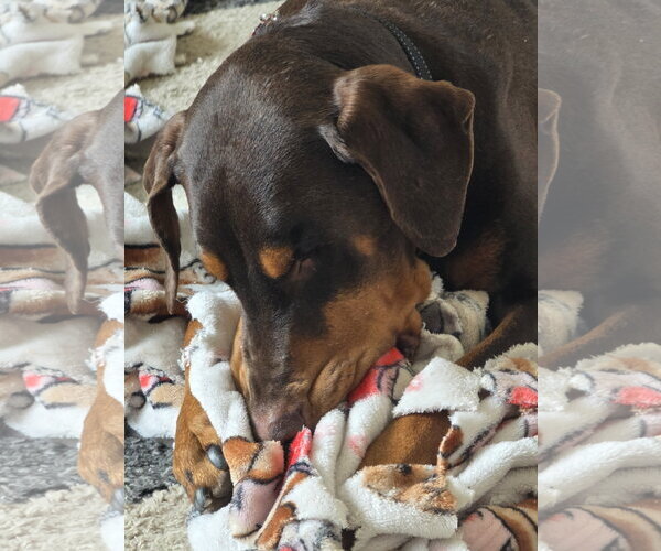 Medium Photo #3 Doberman Pinscher Puppy For Sale in Minneaoplis, MN, USA