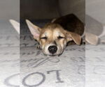 Small #5 Chihuahua-Spaniel Mix