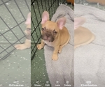 Puppy Puppy 2 French Bulldog
